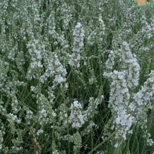 Hvid lavendel 'Edelweiss'